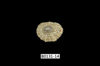 藏品(網目松螺)的圖片